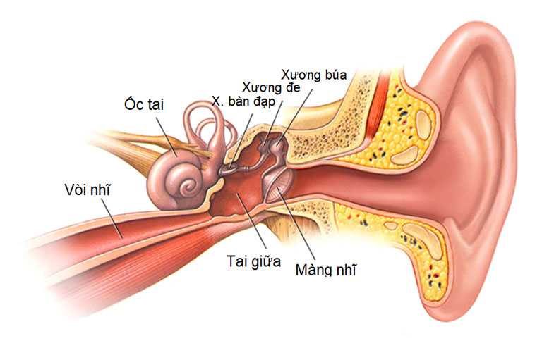 Viêm tai giữa cấp bệnh học 