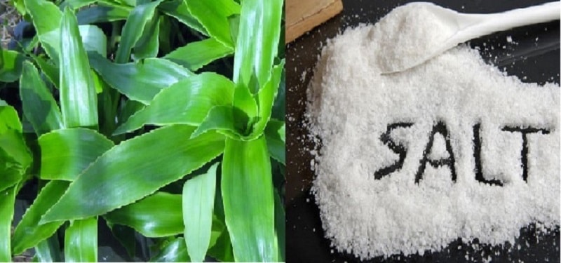 Dùng muối và lá lược vàng chữa viêm họng mãn tính
