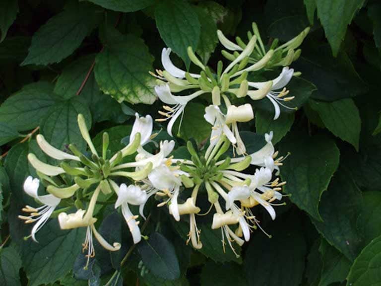 Kim ngân hoa là thảo dược chữa viêm xoang thường thấy trong các bài thuốc nam truyền thống