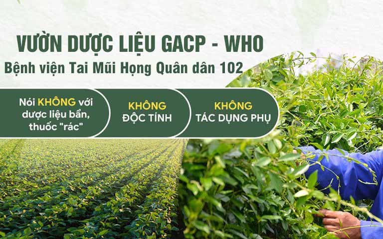 Vườn dược liệu đạt chuẩn GACP-WHO của Bệnh viện Tai Mũi Họng Quân dân 102